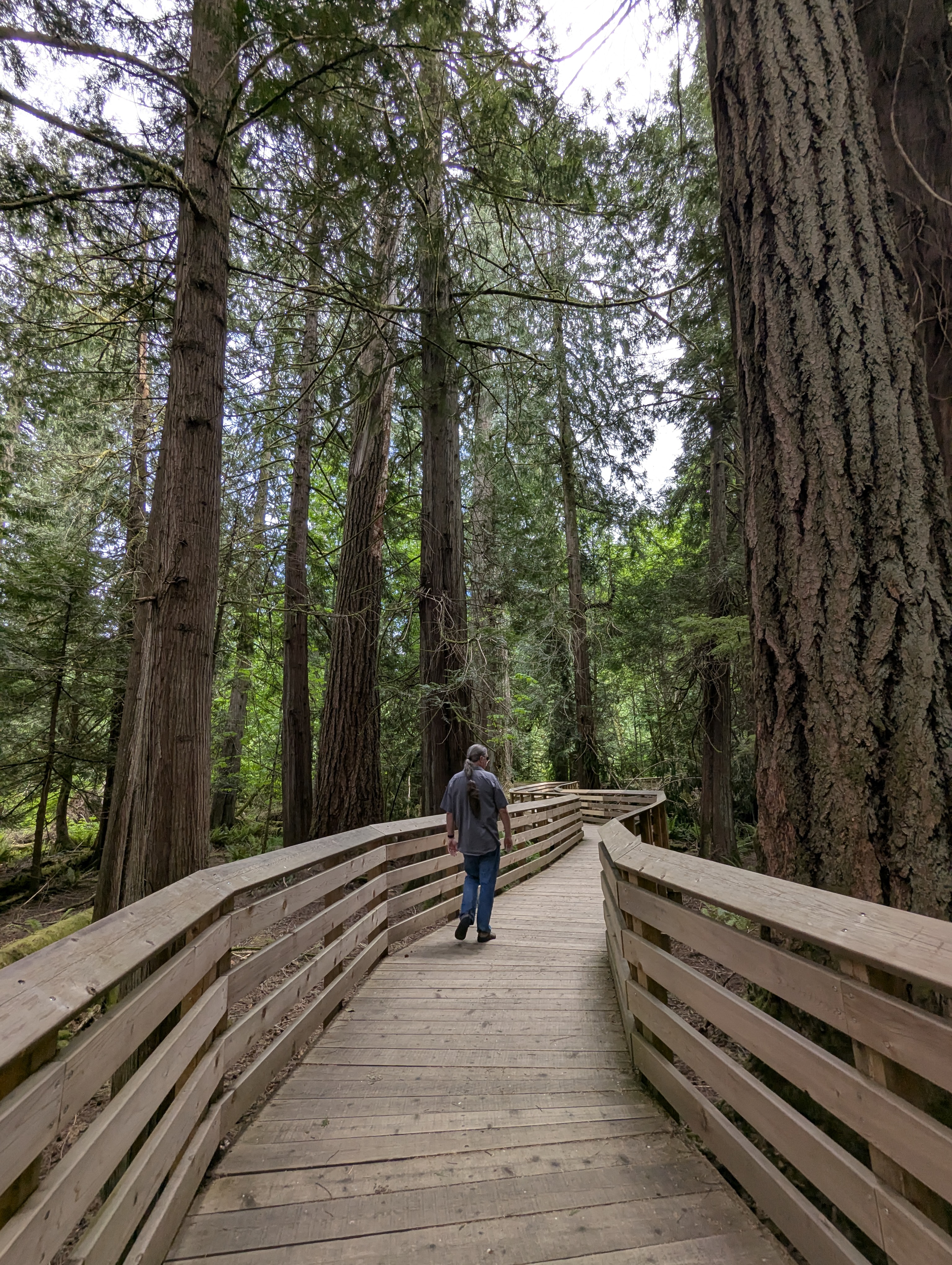 Birthday Trip to Canada, Cathedral Grove, Vancouver Island
